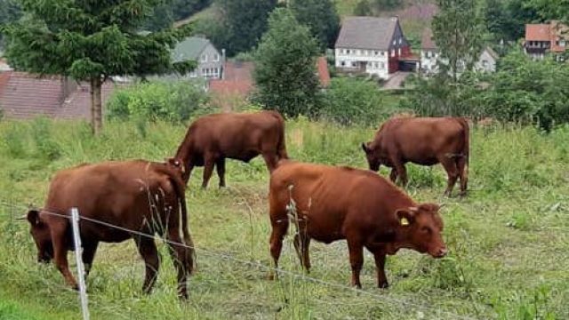 Altenauer Weidefest